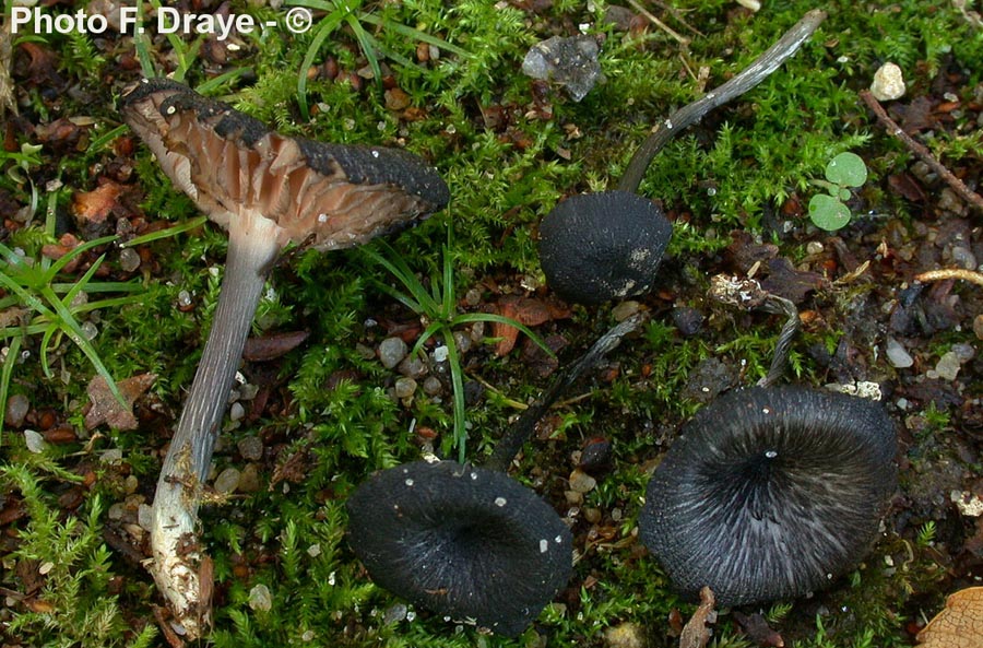 Entoloma chalybaeum var. lazulinum (Entoloma chalybaeum)